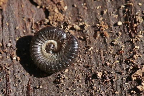 Réf. 279 106 : Tachypodoiulus niger